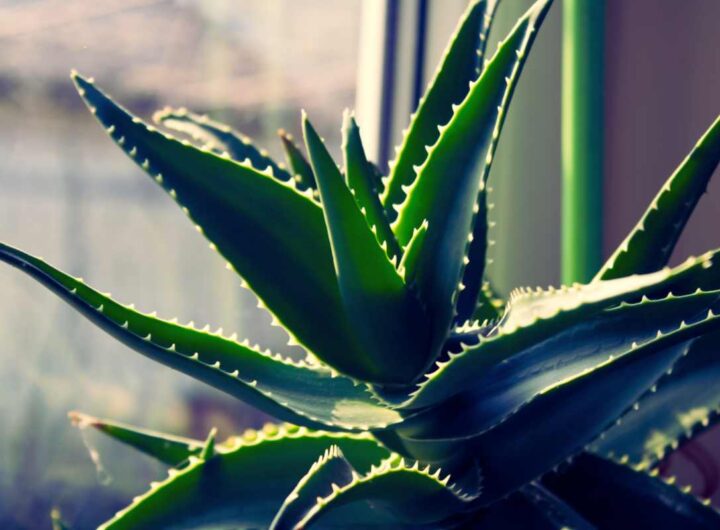 Questa pianta purifica l’aria, tiene lontane le zanzare